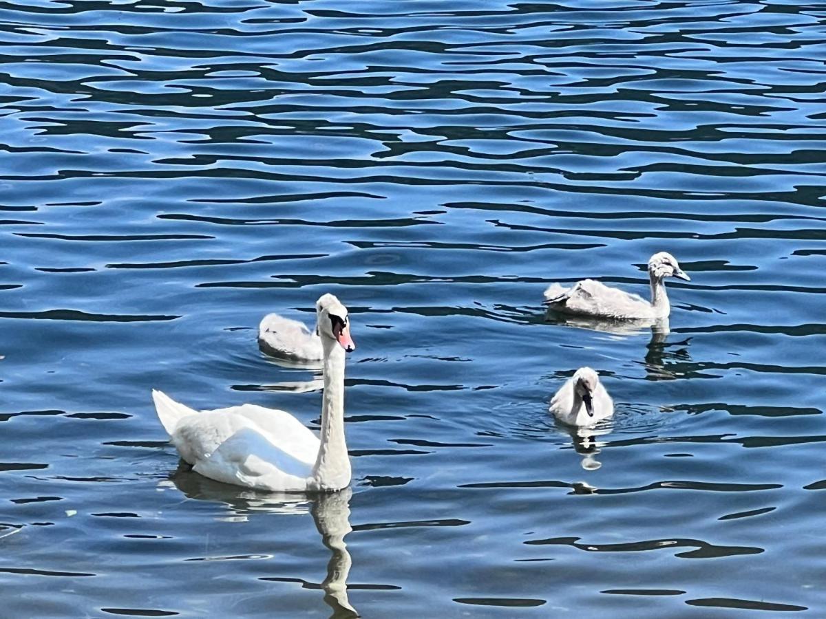 Ferienwohnung Mit Seeblick - Ossiacher See Gerlitzen Sattendorf المظهر الخارجي الصورة